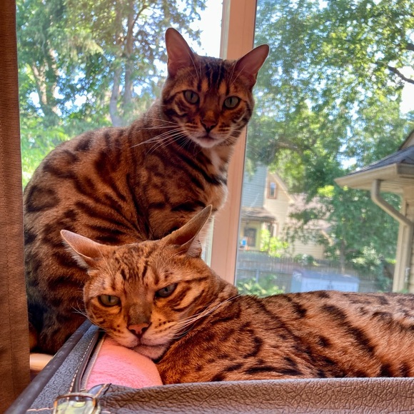 Smoke Free Home - Picture 2 of 4